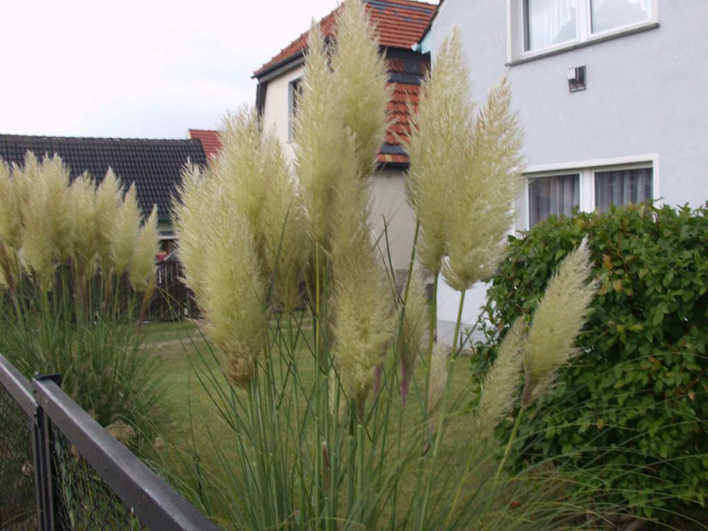 Haus Frieda Villa Koserow Oda fotoğraf